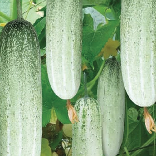 Cucumber Hoichoi improved selection seed variety